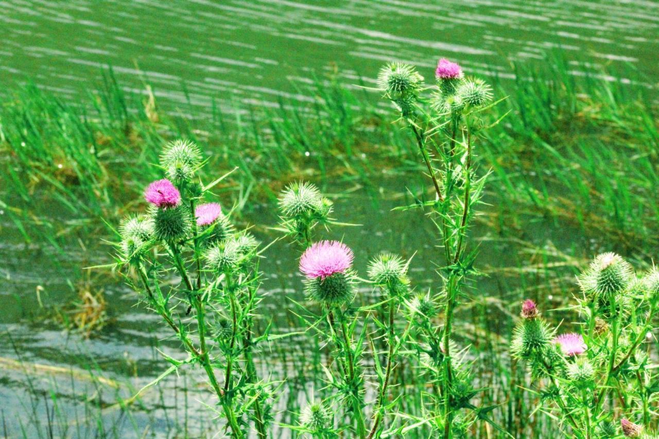 Wetlands Game Lodge Wakkerstroom Dış mekan fotoğraf